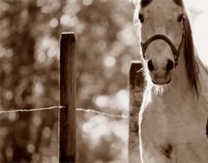 white horse