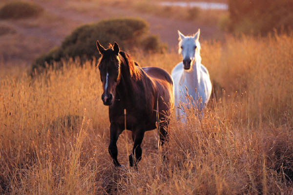 two horses