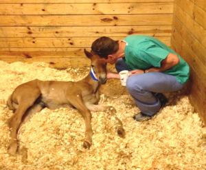 New England Equine Foal with Vet
