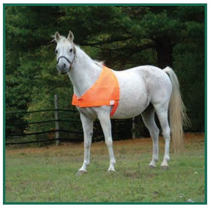 Horse with Blaze Orange Vest