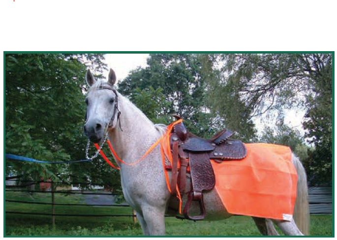 Horse in Saddle with 1/4 sheet