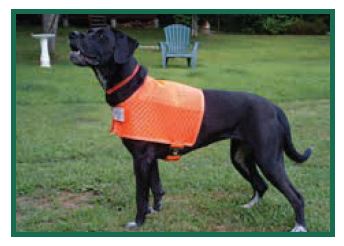 Dog in Bright Orange Vext